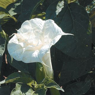 Ballerina White Datura Thumbnail